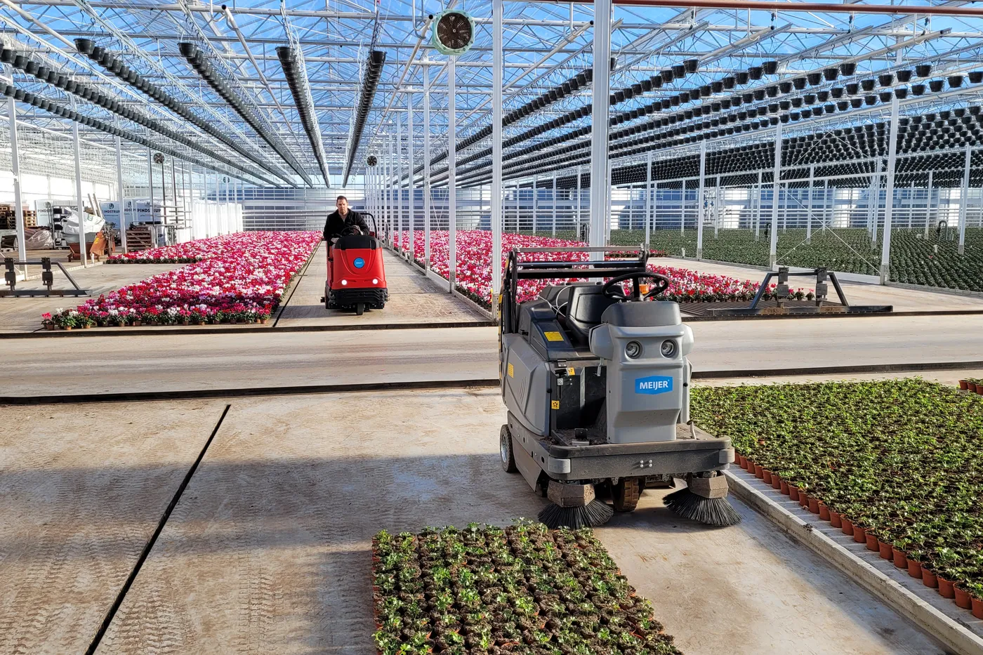 Meijer zitveegmachine tussen de plantenbedden van een kas